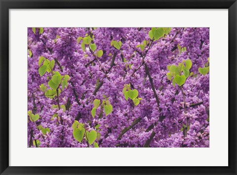 Framed Oregon Blossoms And New Growth On Redbud Tree In Multnomah County Print