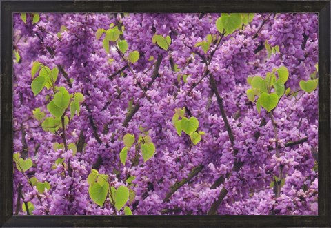 Framed Oregon Blossoms And New Growth On Redbud Tree In Multnomah County Print