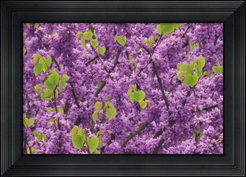 Framed Oregon Blossoms And New Growth On Redbud Tree In Multnomah County Print