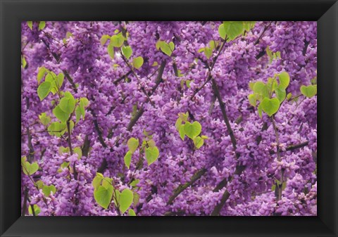 Framed Oregon Blossoms And New Growth On Redbud Tree In Multnomah County Print