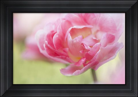 Framed Pink Double Tulip Flower, Pennsylvania Print
