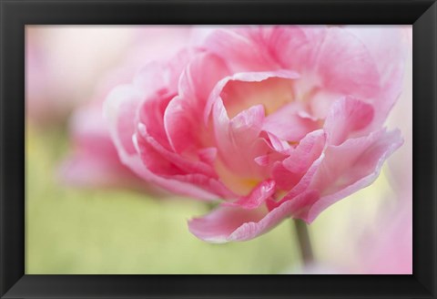 Framed Pink Double Tulip Flower, Pennsylvania Print