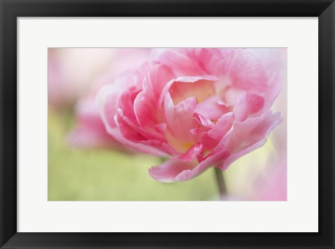 Framed Pink Double Tulip Flower, Pennsylvania Print