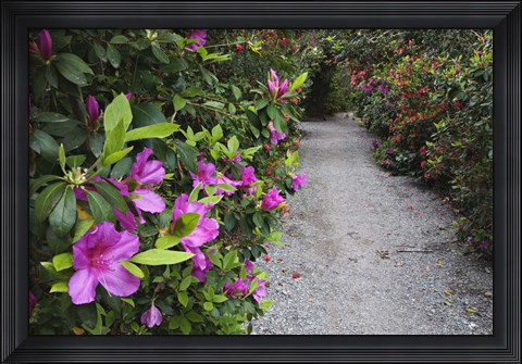 Framed Rhododendron Along Pathway, Magnolia Plantation, Charleston, South Carolina Print