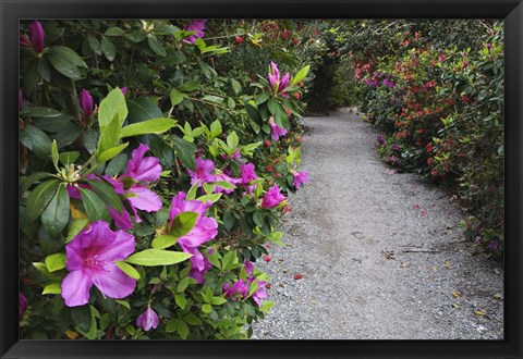 Framed Rhododendron Along Pathway, Magnolia Plantation, Charleston, South Carolina Print