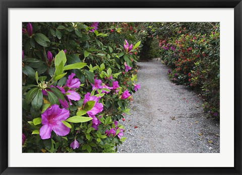 Framed Rhododendron Along Pathway, Magnolia Plantation, Charleston, South Carolina Print