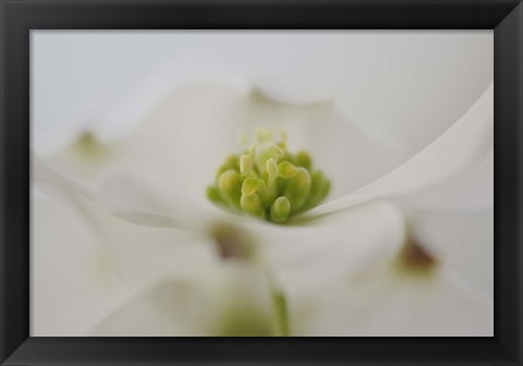 Framed Flowering Dogwood Tree Blossom, South Carolina Print