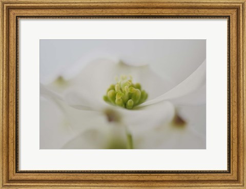 Framed Flowering Dogwood Tree Blossom, South Carolina Print