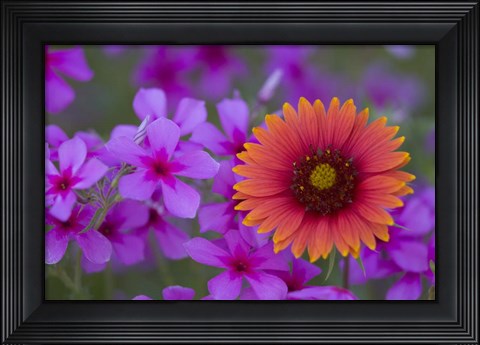 Framed Phlox And Indian Blanket Near Devine Texas Print