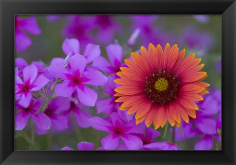 Framed Phlox And Indian Blanket Near Devine Texas Print