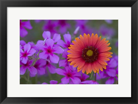 Framed Phlox And Indian Blanket Near Devine Texas Print