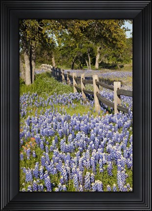 Framed Lone Oak Tree Along Fenceline With Spring Bluebonnets, Texas Print