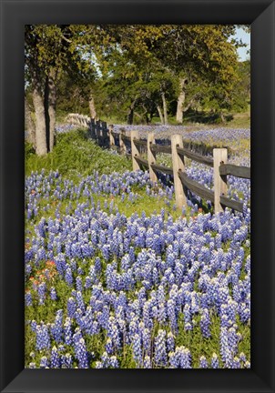 Framed Lone Oak Tree Along Fenceline With Spring Bluebonnets, Texas Print