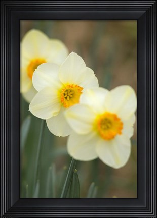 Framed Closeup Of White Daffodils, Arlington, Virginia Print