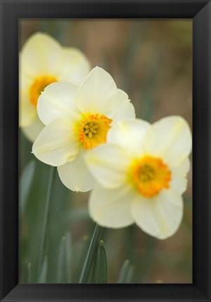 Framed Closeup Of White Daffodils, Arlington, Virginia Print