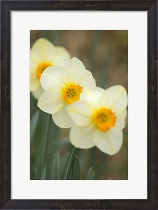 Framed Closeup Of White Daffodils, Arlington, Virginia Print