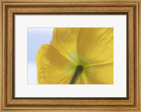 Framed Underside Of Poppy Flower, Seabeck, Washington State Print