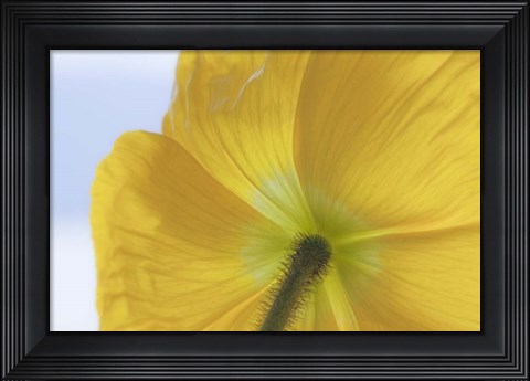 Framed Underside Of Poppy Flower, Seabeck, Washington State Print