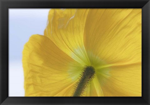 Framed Underside Of Poppy Flower, Seabeck, Washington State Print