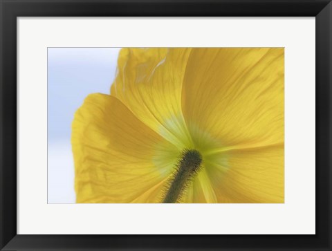 Framed Underside Of Poppy Flower, Seabeck, Washington State Print