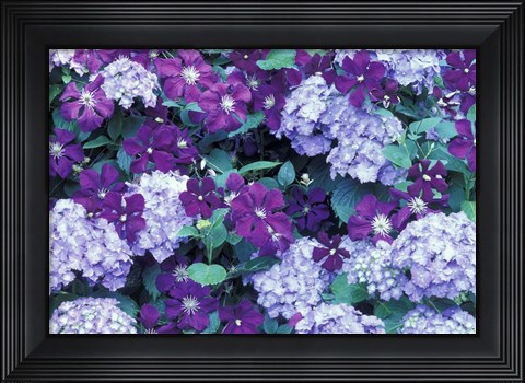 Framed Hydrangea And Clematis, Issaquah, Washington Print