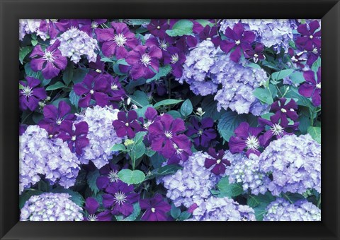 Framed Hydrangea And Clematis, Issaquah, Washington Print