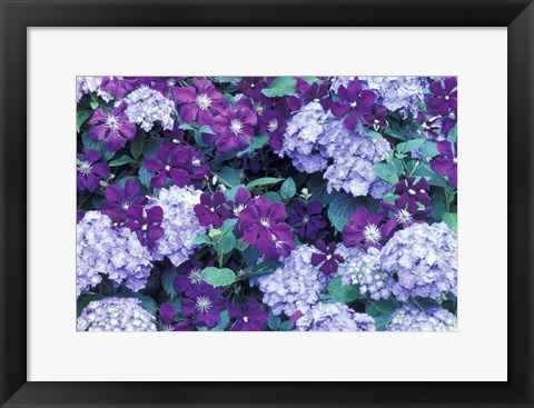 Framed Hydrangea And Clematis, Issaquah, Washington Print