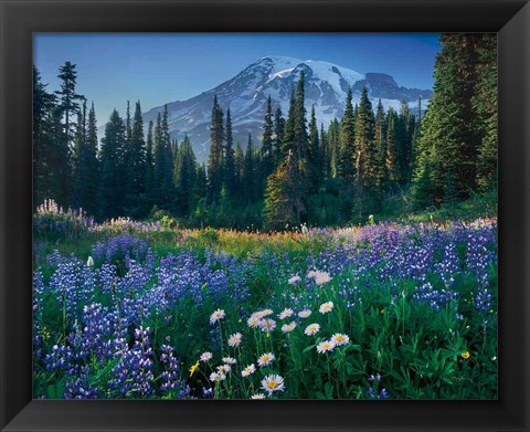 Framed Mount Rainier Print