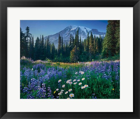 Framed Mount Rainier Print