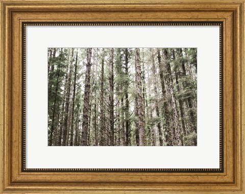 Framed Mossy Pines Print