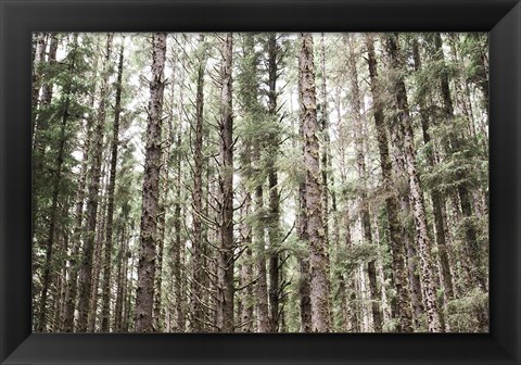 Framed Mossy Pines Print