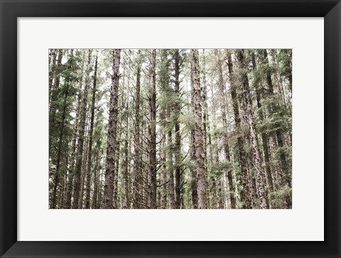 Framed Mossy Pines Print