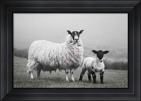 Framed Islay Sheep I Print