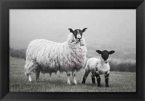 Framed Islay Sheep I Print