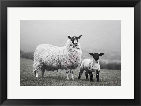 Framed Islay Sheep I Print