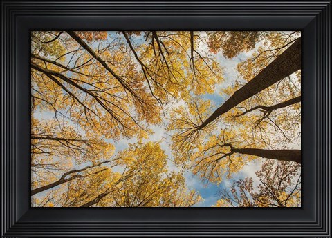 Framed Towering Trees III Print