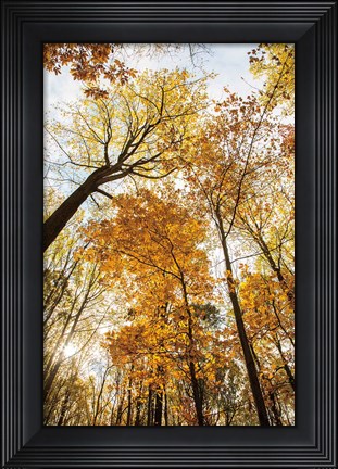 Framed Towering Trees II Print