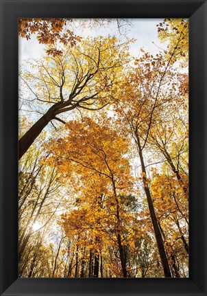 Framed Towering Trees II Print