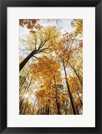 Framed Towering Trees II Print