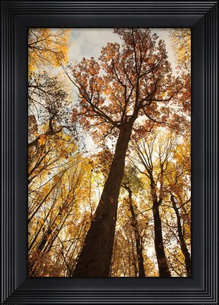 Framed Towering Trees I Print