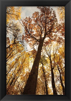 Framed Towering Trees I Print