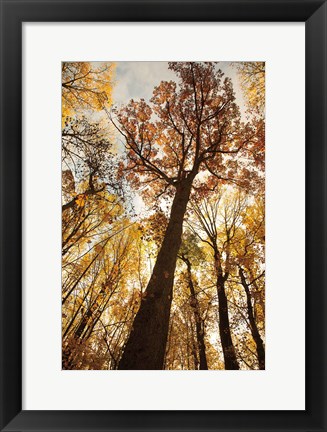 Framed Towering Trees I Print