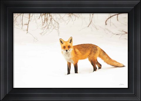 Framed Red Fox IV Print