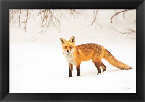 Framed Red Fox IV Print