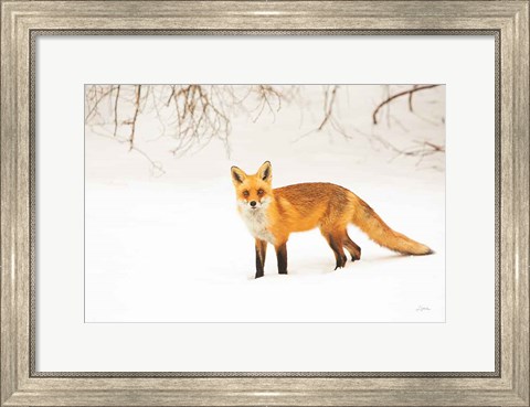 Framed Red Fox IV Print