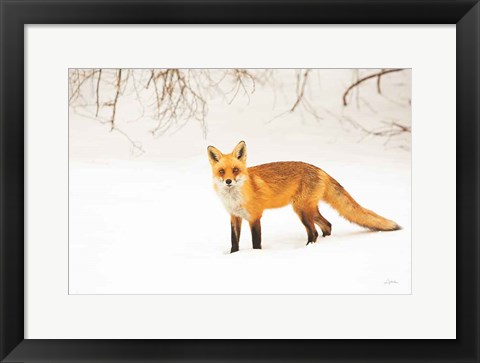Framed Red Fox IV Print