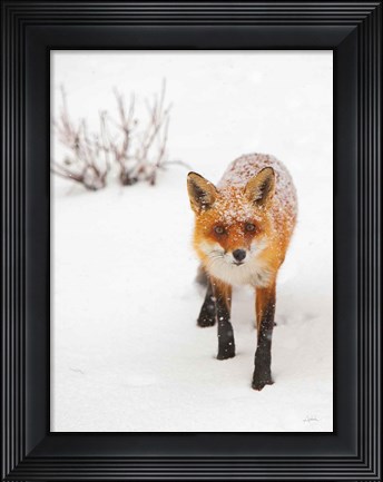 Framed Red Fox III Print