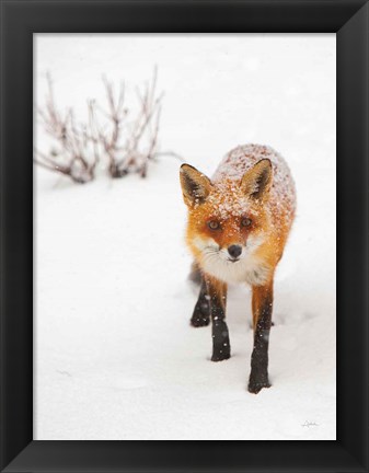 Framed Red Fox III Print