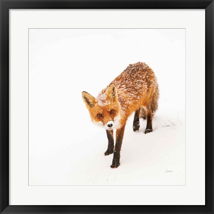 Framed Red Fox II Print