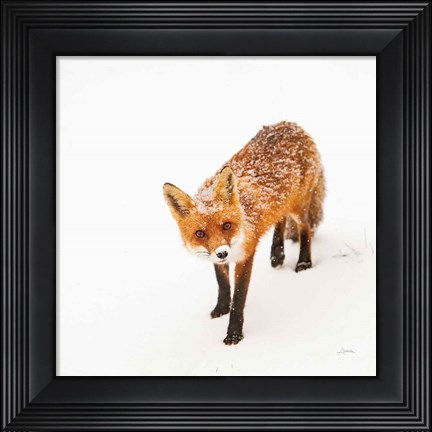 Framed Red Fox II Print